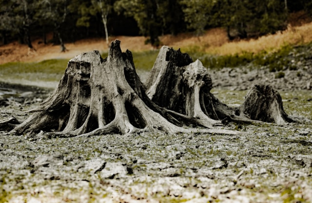 illustration projet CREATIV © nantes université nicolas-houdayer-unsplash