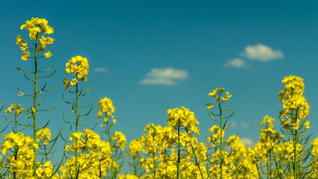 illustration projet Séléction de variétés de colza nantes université © ross-tek-unsplash